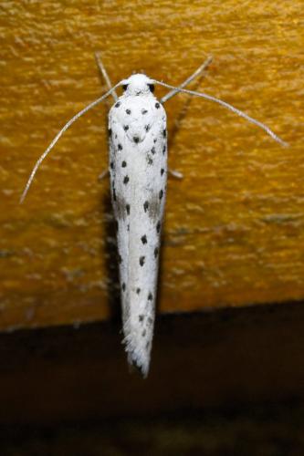 Réf. 325 822 : Yponomeuta irrorella